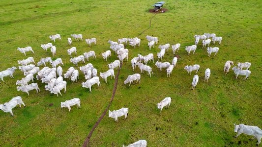 Boi gordo encerra primeiro semestre com valorização e cenário favorável ao pecuarista