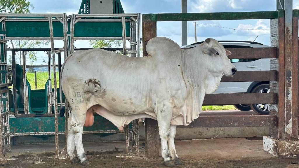 Programa Geneplus: 3ª GP PAD em Paragominas eleva padrão da raça Nelore no Norte/Nordeste