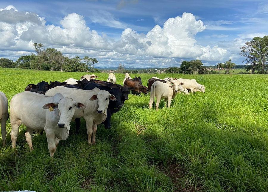 Saiba como se planejar para manter a qualidade das pastagens