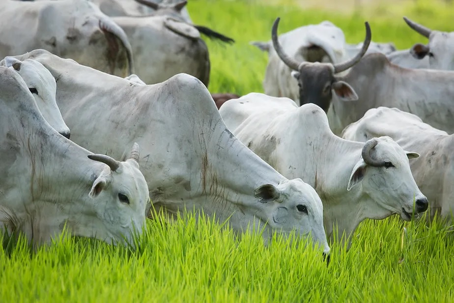 BRS Carinás: Série Revela o Desempenho Agronômico da Nova Brachiaria no Campo