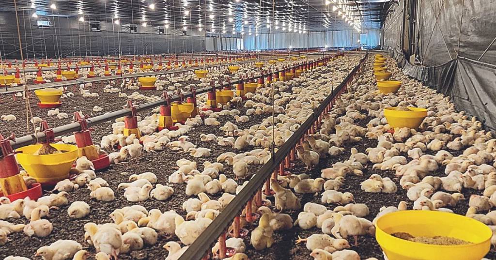 Queda no custo da ração reduz despesas de produtores de frangos e suínos em maio