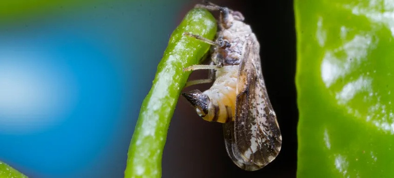 Rio Grande do Sul registra primeiros casos de greening em plantas cítricas
