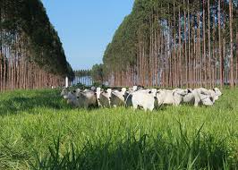 Estudo quantifica déficit de carbono associado a mudanças de uso da terra no Brasil