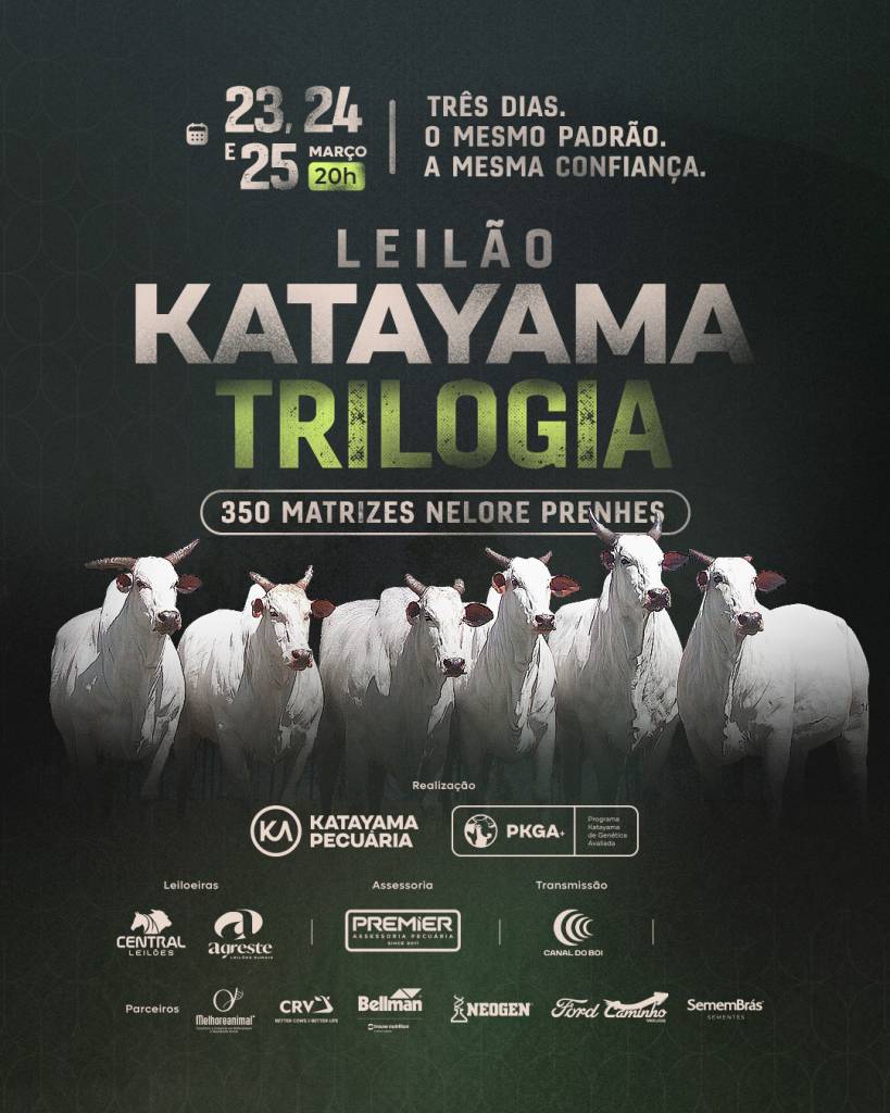 Trilogia Katayama encerra hoje às 19h com oferta matrizes nelore prenhes no Canal do Boi