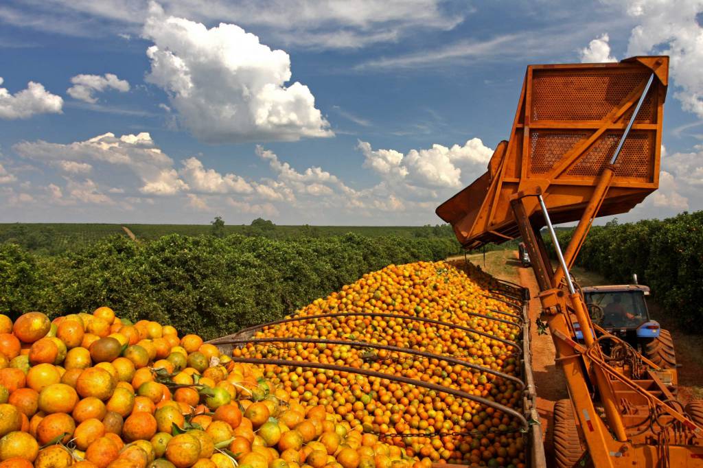 Indústria de suco adota cautela e prioriza qualidade na compra da safra de laranja 2026/27