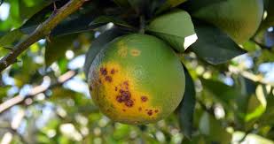 Rio Grande do Sul tem confirmação de greening em plantas de citros