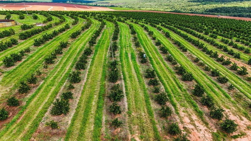 Prazo para entrega de Relatório Cancro/Greening do primeiro semestre encerra na próxima quarta-feira, 15 de julho, em São Paulo