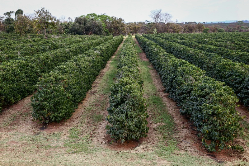 Colheita do café se aproxima e pressiona cotações