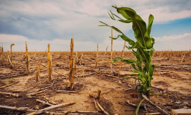El Niño forte pode reduzir produção de soja, milho, café e laranja em até 10%, alertam especialistas