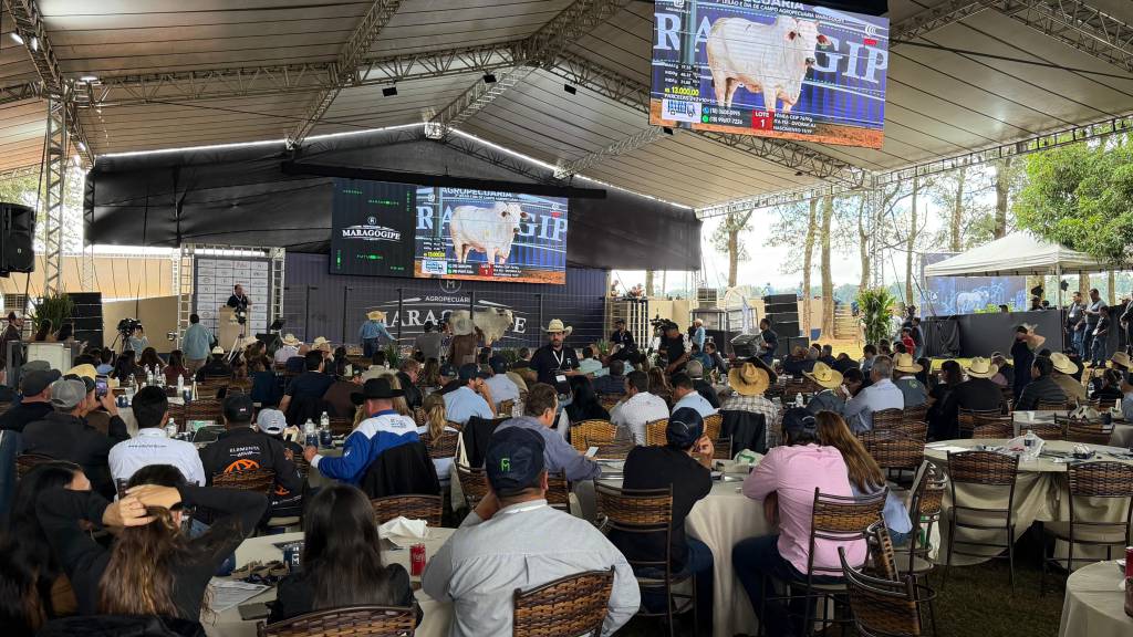 Doadora da Maragogipe bate recorde de preço no Nelore CEIP