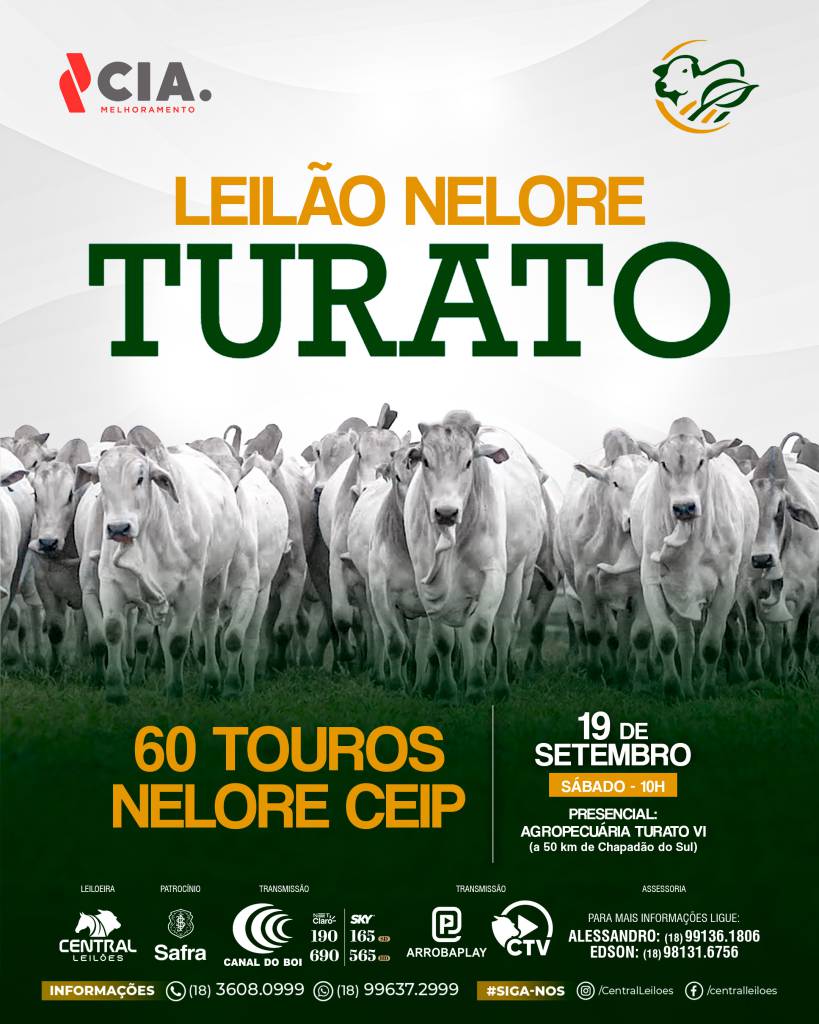  Leilão Nelore Turato oferta 60 touros nelore Ceip hoje às 10h no Canal do Boi