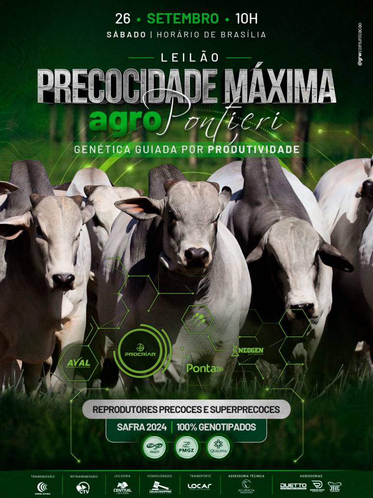 Leilão Precocidade Máxima Agro Pontieri oferta reprodutores precoces e superprecoces hoje no Canal do Boi