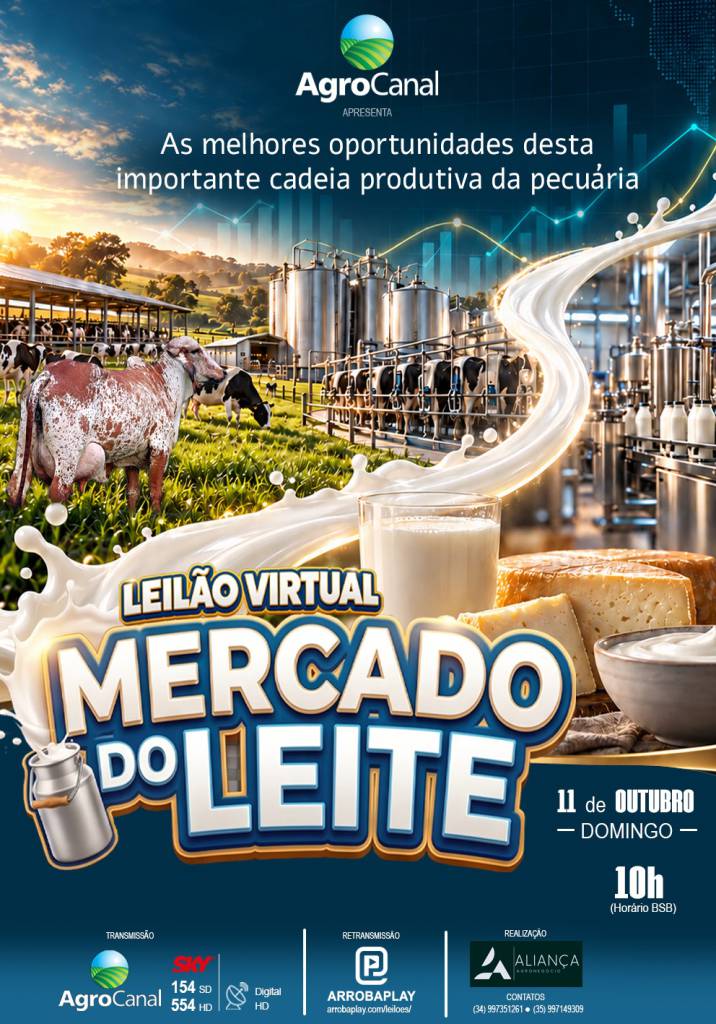 Leilão Virtual Mercado do Leite oferta novilhas girolando prenhes, inseminadas e vazias no AgroCanal
