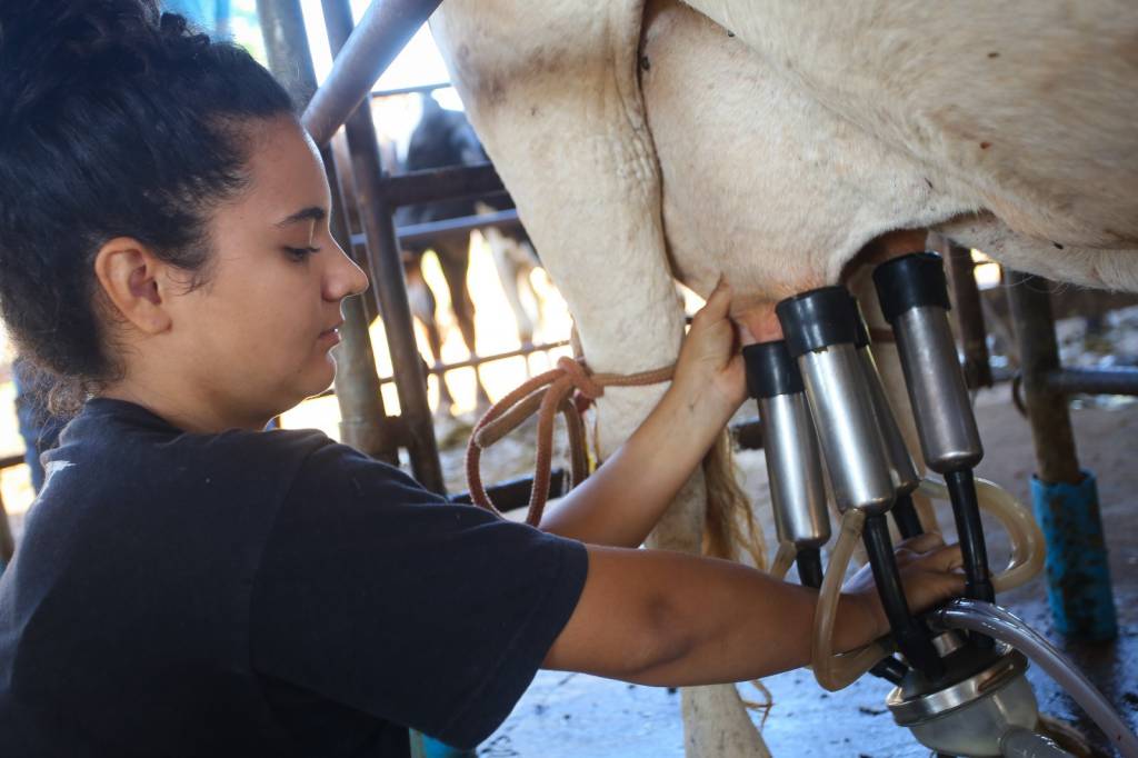 Paraná se consolida como segundo maior produtor de leite do Brasil, aponta boletim da SRP
