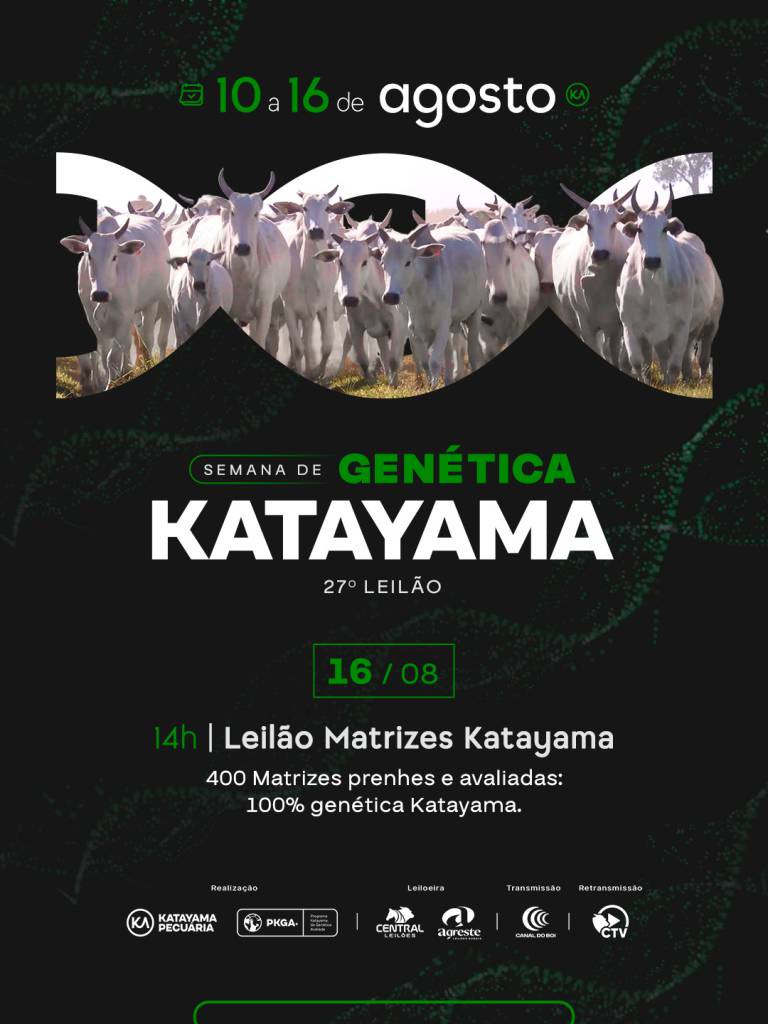 Leilão Matrizes Katayama oferta 400 fêmeas prenhes e avaliadas hoje às 14h no Canal do Boi 