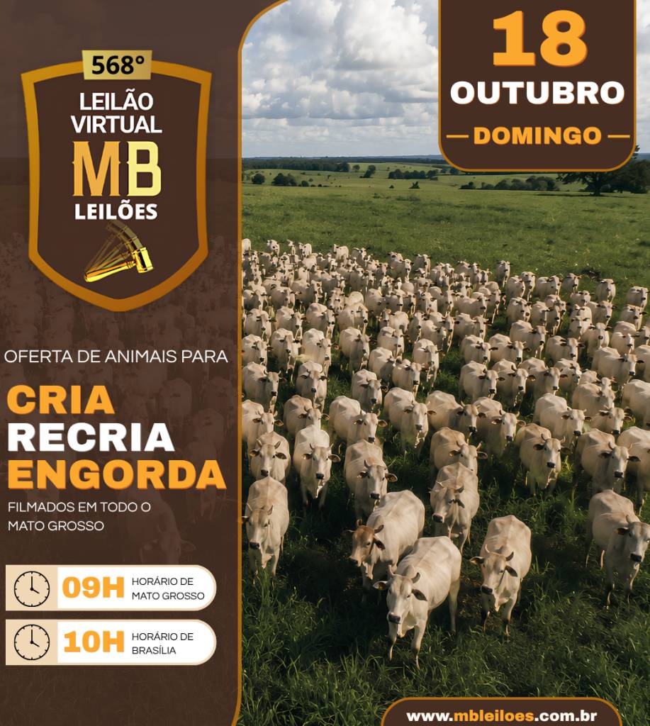 MB Leilões oferta animais para cria, recria e engorda neste domingo no Canal do Boi