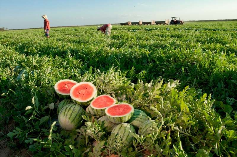 Exportação de frutas para a Europa tem alta de 19% em 2025 e acordo assinado com UE deve ampliar esse volume