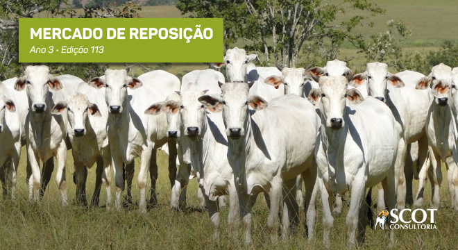 Mercado de reposição - Edição 113 - Em Rondônia, a cotação das categorias para a reposição mais pesadas subiu
