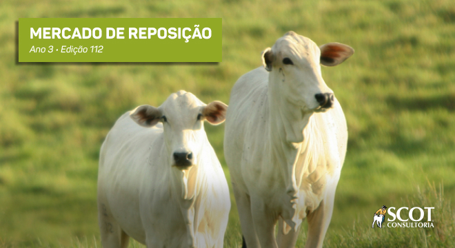 Oferta limitada sustenta a cotação da reposição no Pará