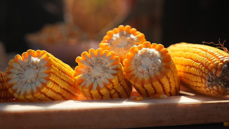 Mesmo com área menor, Mato Grosso supera Argentina em produtividade de milho