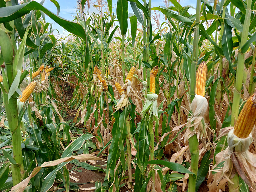 Grãos: Colheita de milho na Argentina alcança 19%, diz Bolsa de Cereais