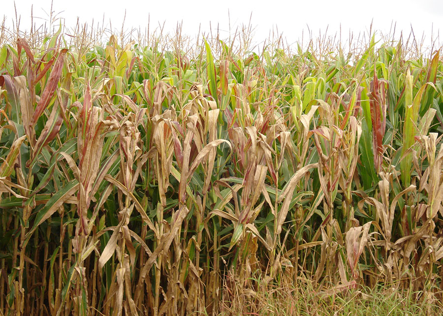 Irregularidade climática pode afetar a segunda safra de milho no Brasil