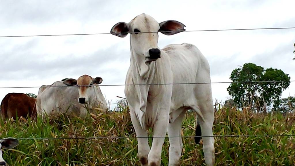 Mato Grosso do Sul amplia abate de animais mais jovens nos últimos anos