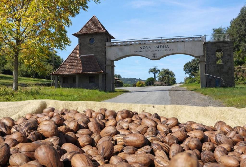 Safra de noz-pecã do Rio Grande do Sul pode chegar a 7 mil toneladas em 2026