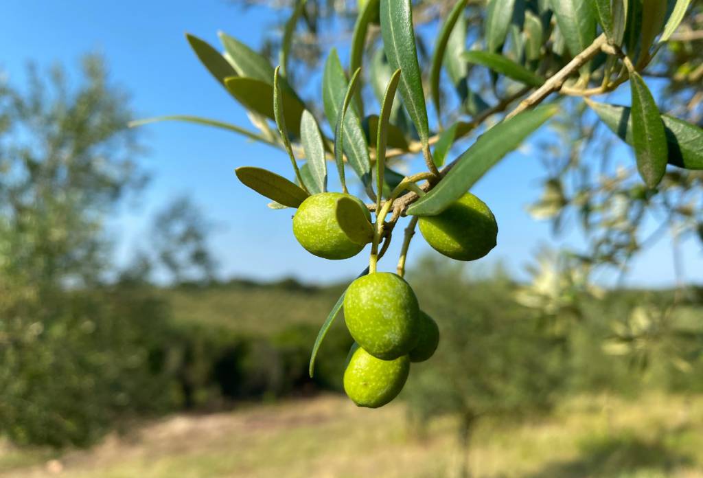 Ibraoliva leva ao Ministério da Agricultura demandas para proteger produção nacional
