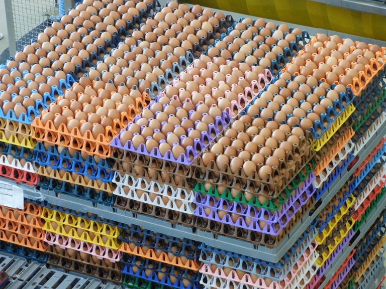 Exportações de ovos crescem 29,4% em setembro e alcançam 2,7 mil toneladas