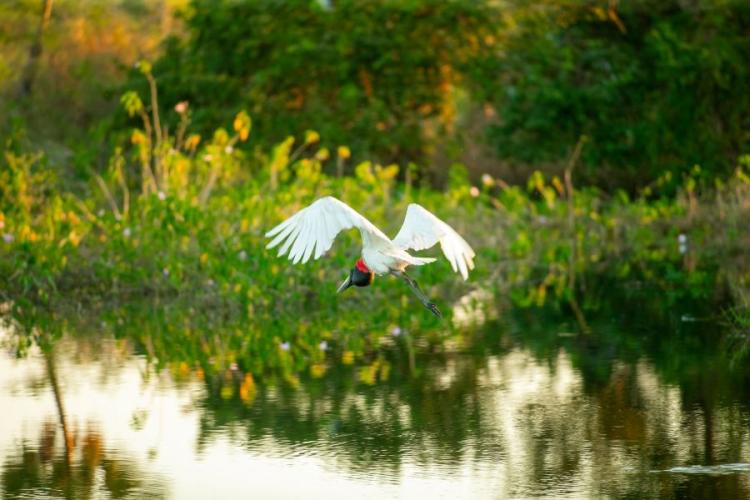 Na COP15 das Espécies Migratórias, Governo do Brasil avança na proteção do Pantanal com ampliação de Unidades de Conservação
