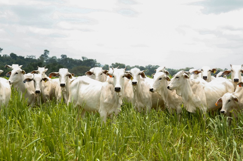 Ministério da Agricultura reduz projeção do Valor Bruto da Produção para R$ 1,371 tri