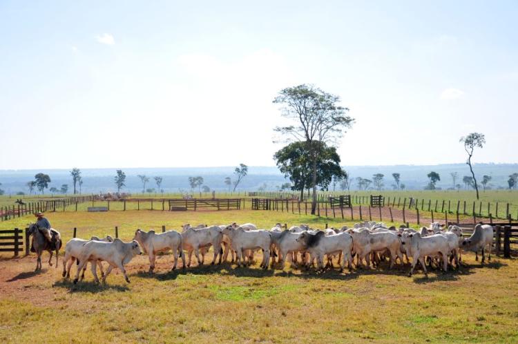 Agro acompanha transformação de Campo Grande e segue como base da economia