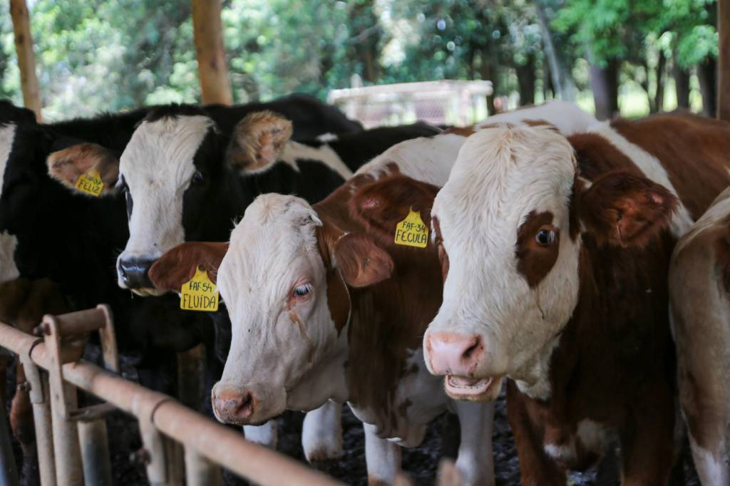 Fundo de sanidade animal de São Paulo garante ‘seguro’ a pecuaristas e competitividade internacional
