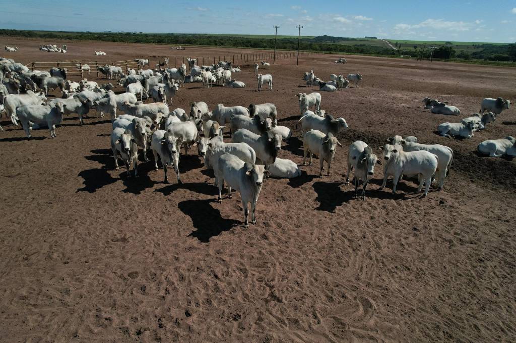 Comissão de Pecuária de Corte da Famato reforça prazo final para atualização de rebanho no Mato Grosso