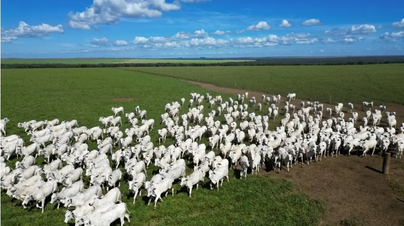 Pecuária de MT lidera exportações brasileiras com 25,6% da carne bovina vendida ao exterior