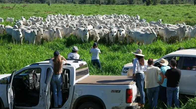 Cooperativa da Novilho Precoce MS completa um ano ampliando apoio aos pecuaristas
