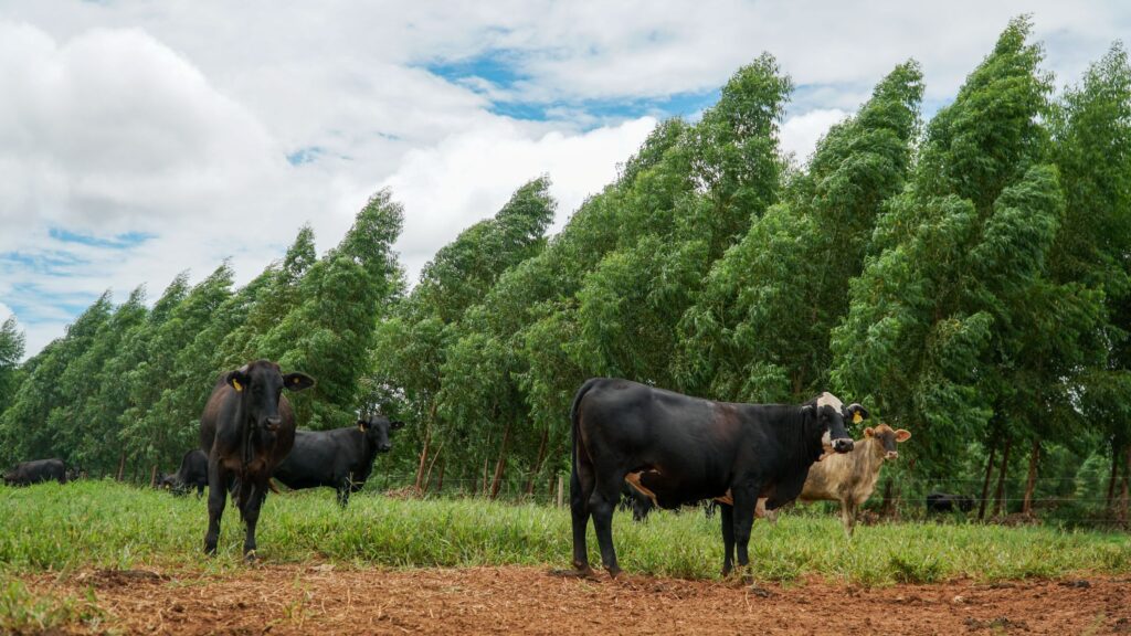 ApexBrasil apresenta na FAO estudo que projeta redução de até 92,6% na intensidade de emissões da pecuária brasileira