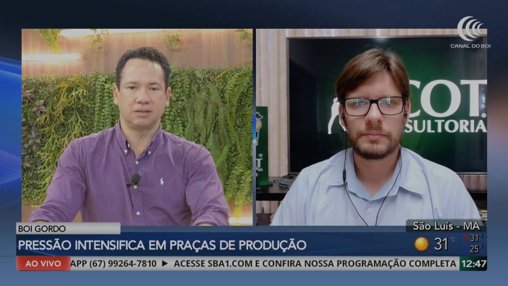 Mercado do boi gordo registra maior pressão nas principais regiões produtoras
