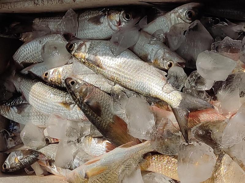 Estudo do Instituto de Pesca destaca valor nutricional, econômico e ambiental da pesca artesanal no Sistema Estuarino de Santos–São Vicente