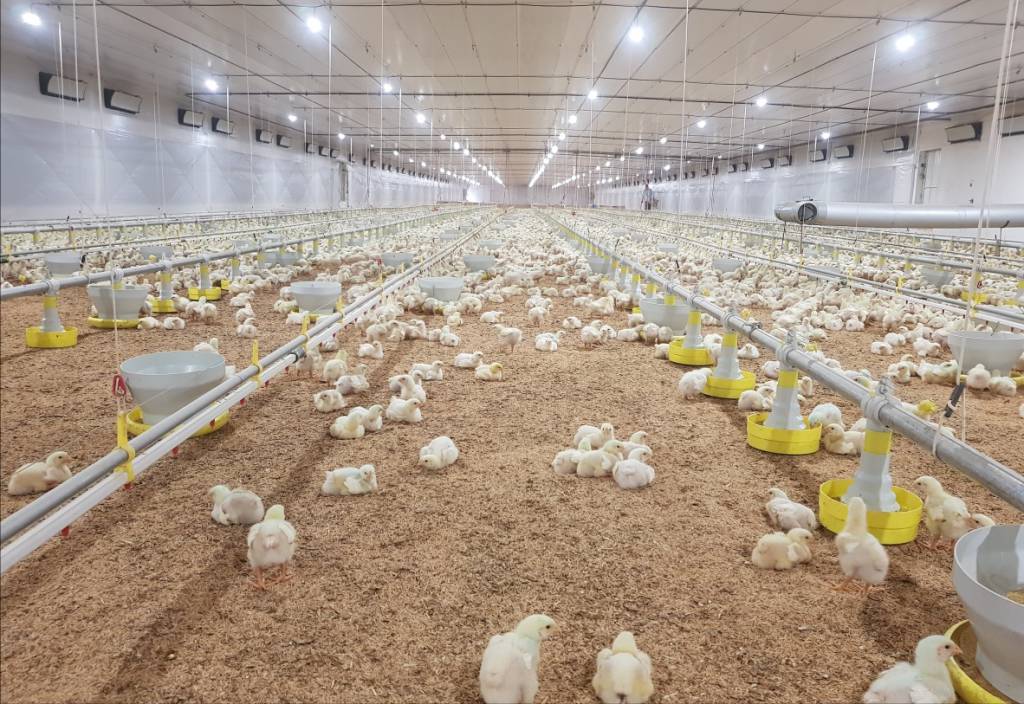 Custo para Criar Frango Sobe no Paraná e Baixa para Suínos em SC