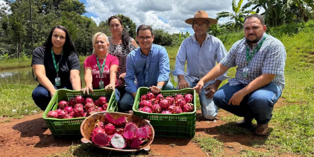 Produção de pitaia em Goiás muda realidade no campo