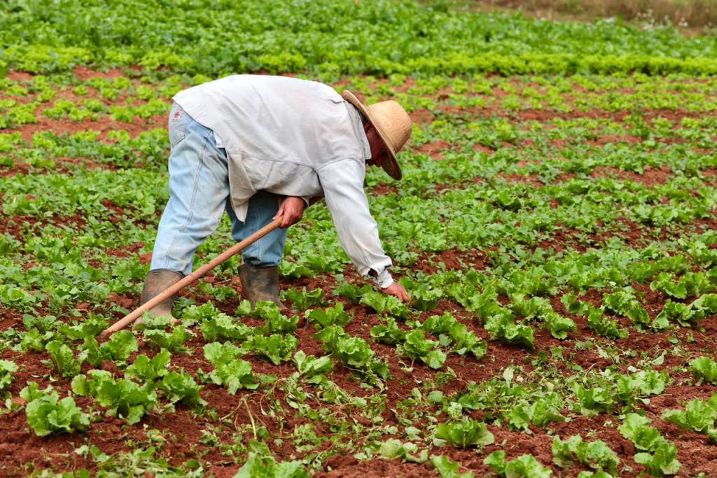 Governo de SP amplia para até 50% o apoio ao seguro rural para produtores da olericultura