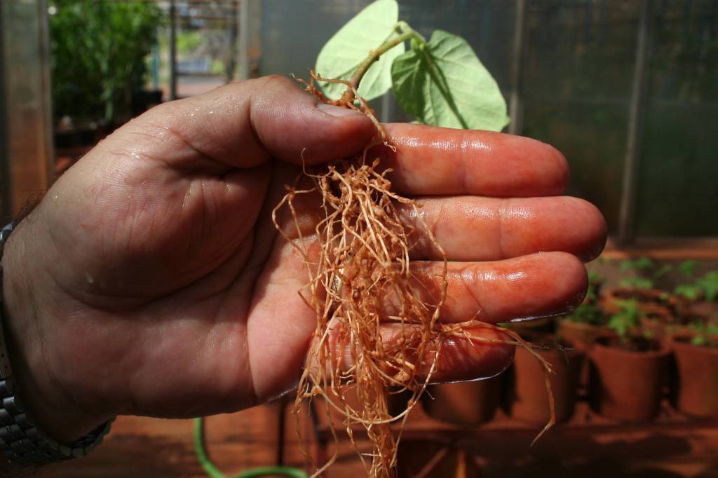 Nematoides causam prejuízo de R$ 35 bilhões por ano no Brasil