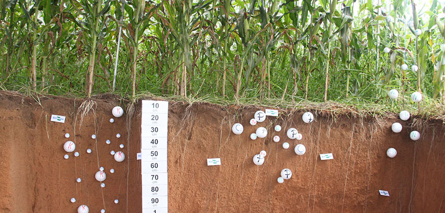 Novo modelo calcula dinâmica de carbono na agricultura tropical