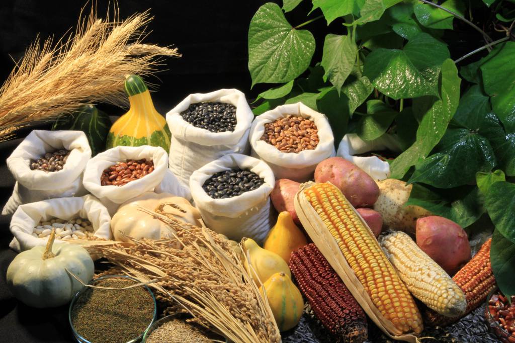 Pesquisa agrícola impulsiona liderança de São Paulo nas exportações de sementes