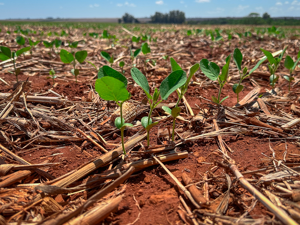 Mato Grosso semeia 33% da soja e recupera ritmo de plantio na safra 2026/27