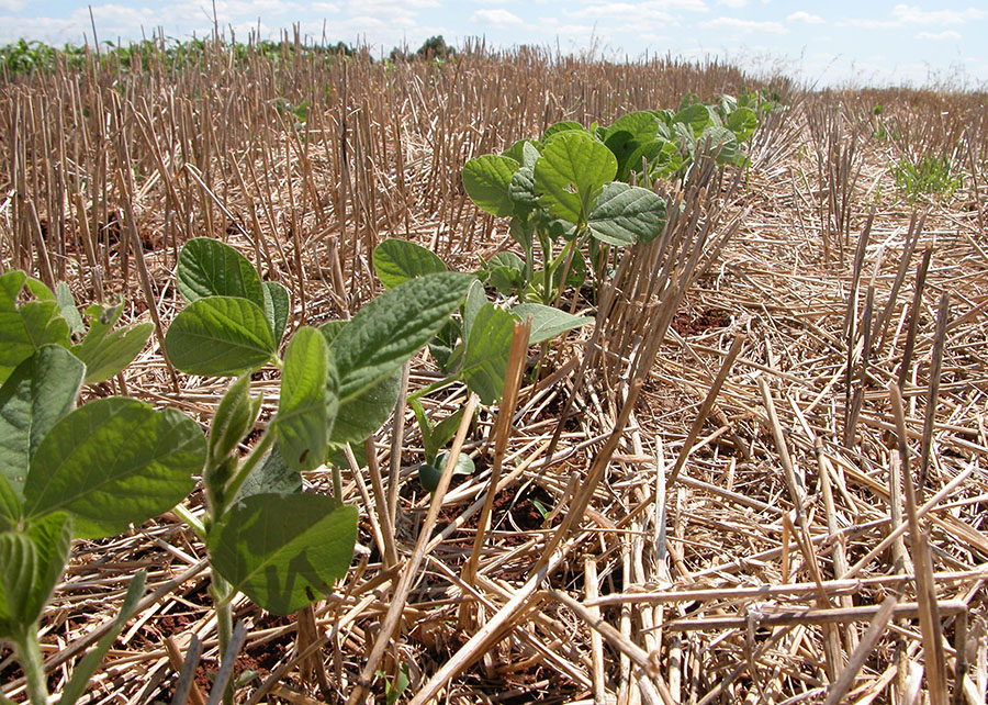 El Niño pode ganhar força e elevar riscos para o agronegócio do Brasil