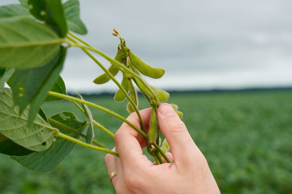 Conflito no Estreito de Ormuz eleva preço dos insumos e aumenta custo de produção da safra 26/27 em Mato Grosso