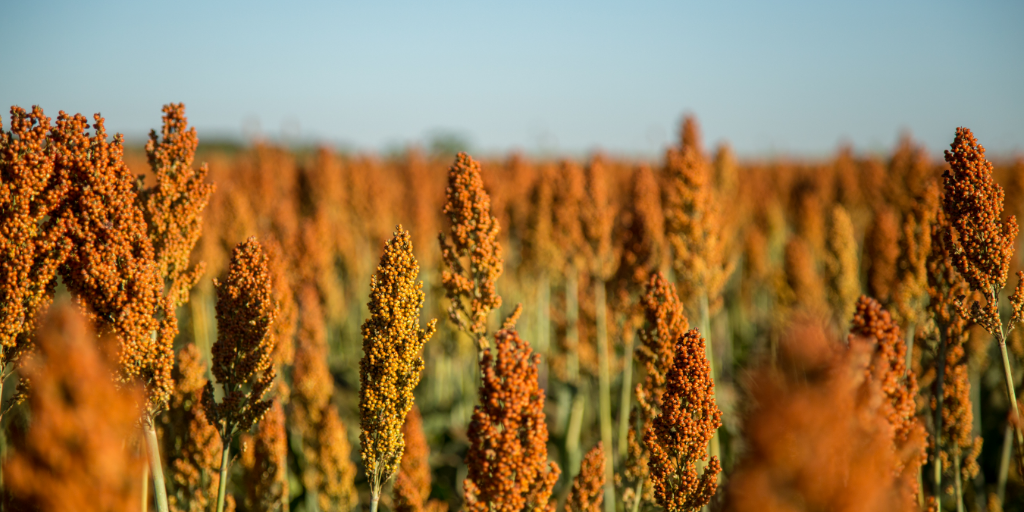 Sorgo cresce forte na safrinha de MS e vira aposta estratégica com demanda das usinas de etanol